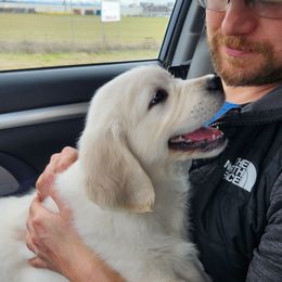 Freya-Pink - Light golden Golden Retriever puppy in Scio, Oregon from Dandelion Meadows Farm