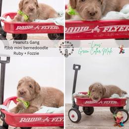 Green collar - Linus - Yellow and white male Bernedoodle puppy in Lexington, North Carolina from Deborah’s Doodles