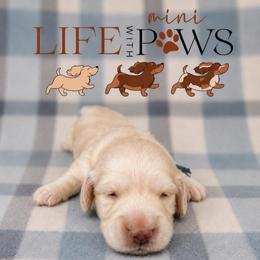 Marlow - Cream male Dachshund puppy in Palm Bay, Florida from Life With Mini Paws