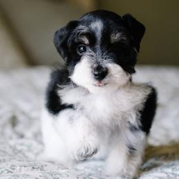 Bernedoodle and Schnoodle Puppies from Grand Lake Poodles & Doodles
