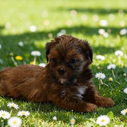 Roux - Blue and tan male Shorkie puppy in Delta, Colorado from SATA Kennels