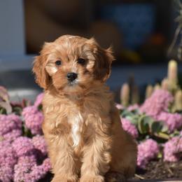 Abby - Red female Cavapoo puppy in Gap, Pennsylvania from Country View Puppies ( License 18816)