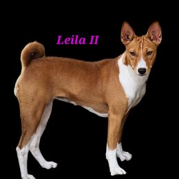Leila - Basenji