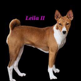 Leila - Basenji