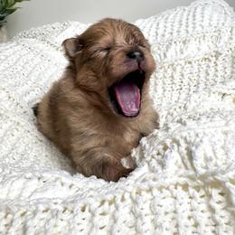 Skipper - Orange sable male Pomeranian puppy in Eden, North Carolina from Whippoorwill Pomeranians