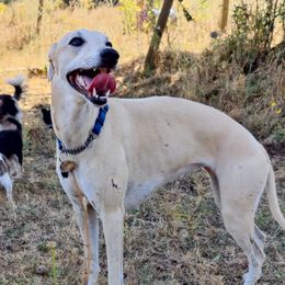 Phoenix - Whippet
