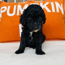 Bolt - Black male Goldendoodle puppy in Auburn, Indiana from Martin’s Doodles