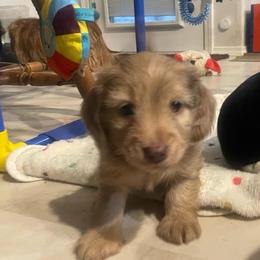 Daisy - Chocolate female Dachshund puppy in Mountain Home, Idaho from Desert Wind Dachshunds