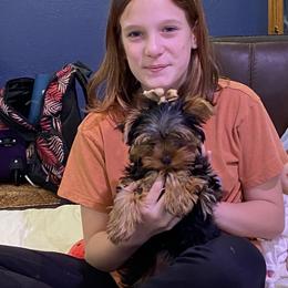 Yorkshire Terrier Puppies from DeRieux Yorkies