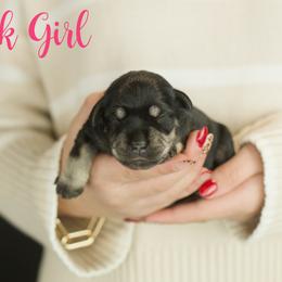 Pink Girl - Black and silver female Miniature Schnauzer puppy in Commerce, Georgia from Peach State Miniature Schnauzers
