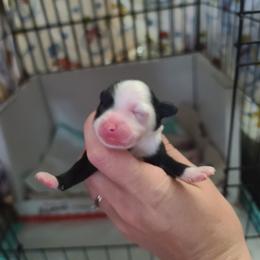 Powderpuff male 3 - Black and white male Chinese Crested puppy in New Castle, Pennsylvania from Long Rotts & Long Haul Cresteds