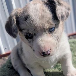 Misty - Blue merle and white female Cardigan Welsh Corgi puppy in Hotchkiss, Colorado from Bell S Ranch