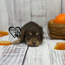 Hershey - Chocolate and cream male Dachshund puppy in Nashville, Arkansas from Cuddles n Curls