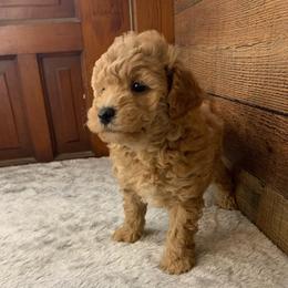 Murphy - Apricot male Goldendoodle puppy in Haddam, Kansas from Golden B Acres