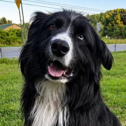Australian Shepherds and Miniature Schnauzers from Jasmin Bartlett