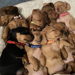 Dachshund Puppies from Penny’s Promises