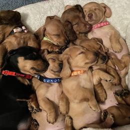 Dachshund Puppies from Penny’s Promises