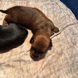 Shaded Red 2 - Red male Dachshund puppy in Mc Donough, Georgia from Doxie Gang