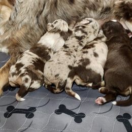 Golden Retriever and Miniature Australian Shepherd Puppies from Raised Right Pups
