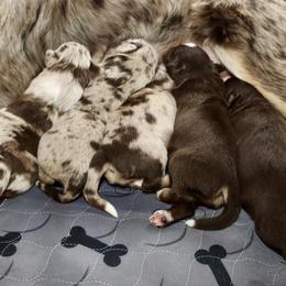 Golden Retriever and Miniature Australian Shepherd Puppies from Raised Right Pups