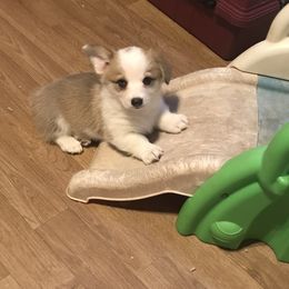 Golden Retriever and Pembroke Welsh Corgi Puppies from Shire Springs Kennels