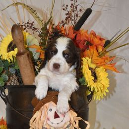 Yellow Collar - Liver white and tan female English Springer Spaniel puppy in Westmorland, California from IV Springers of California