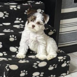 Freckles AKC - Chocolate, tan and white female Yorkshire Terrier puppy in Labelle, Florida from Chocolate and Parti Yorkies in Florida