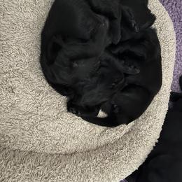 Flat-Coated Retriever Puppies from Haven Flat Coated Retrievers