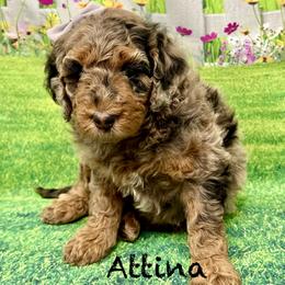 Attina - Merle female Goldendoodle puppy in Gilbert, Arizona from Gilbert Az Doodles