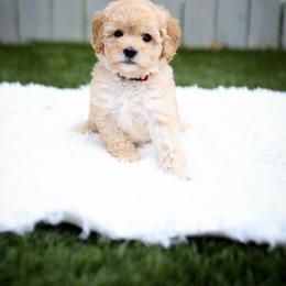 Ruby - Red  female Goldendoodle puppy in Boise, Idaho from Goldendoodle Baby