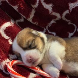 Pembroke Welsh Corgi Puppies from Columbine Corgis