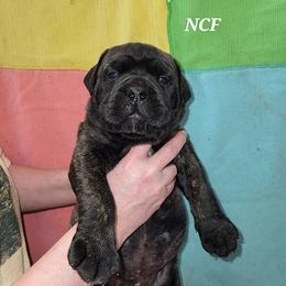 Girl 1 - female Bullmastiff puppy in Wakarusa, Indiana from Watchman Kennels