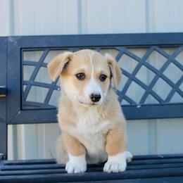 Cookie - Red male Pembroke Welsh Corgi puppy in Stockton, Utah from BW Corgis