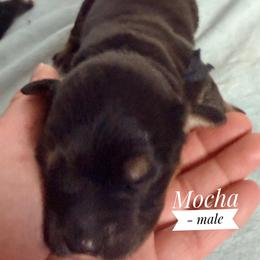 Mocha - Red merle male Australian Shepherd puppy in Ulm, Montana from W Heart Bar Aussies