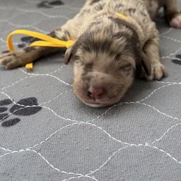 Yellow collar - Merle male Labradoodle puppy in Manor, Texas from The Lovadoodles of Texas