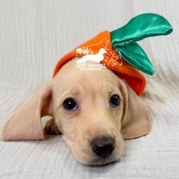 Charlie: Short Hair, Cream, Dapple, Male AKC - Cream male Dachshund puppy in South Easton, Massachusetts from Depot Dachsies