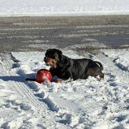 Zara - Rottweiler