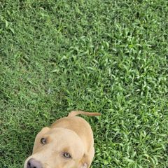 Blue Lacy Puppies from Red River Blue Lacys