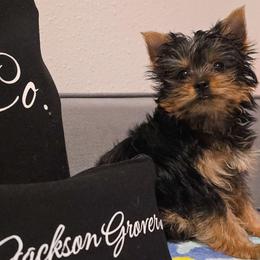 Jackson Grover - Black and tan male Yorkshire Terrier puppy in Greenwood, Wisconsin from Selah and Co.
