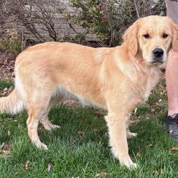 Ginger - Golden female Golden Retriever puppy in Seville, Ohio from Retriever Ranch