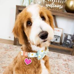 Rue - Goldendoodle