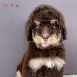 Bernedoodle Puppies from Doodles of Tampa Bay