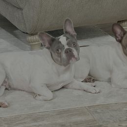 French Bulldogs from Christie Duhe