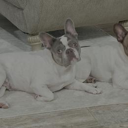 French Bulldogs from Christie Duhe