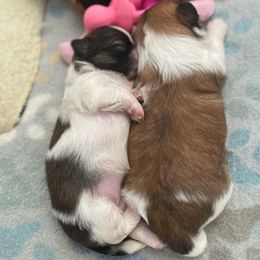 Pekingese Puppies from Della Serra Pekingese