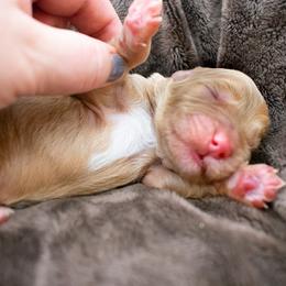 Hattie orange boy - Apricot male Goldendoodle puppy in Lafayette, Alabama from Sweethaven Kennels