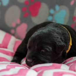 Labrador Retriever Puppies from Clearwater Labradors