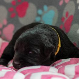 Labrador Retriever Puppies from Clearwater Labradors