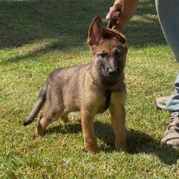 Analia - Sable female German Shepherd puppy in Whitewater, California from Vom Haus Metzler Shepherds