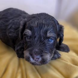 Hoppy - Phantom male Goldendoodle puppy in Decatur, Tennessee from Diamond's Doodles